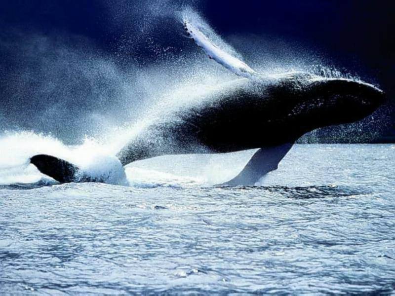 salto-da-baleia-b34d2